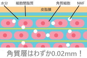角質層のイメージ図