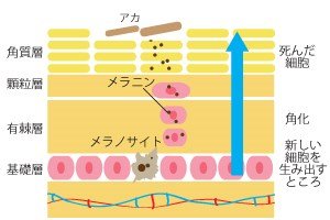 死んだ細胞(角質)が肌の保湿に必要?